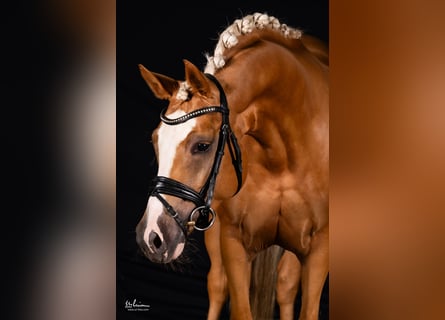 German Riding Pony, Mare, 4 years, 14,1 hh, Palomino
