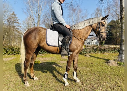 German Riding Pony, Mare, 4 years, 14,1 hh, Palomino