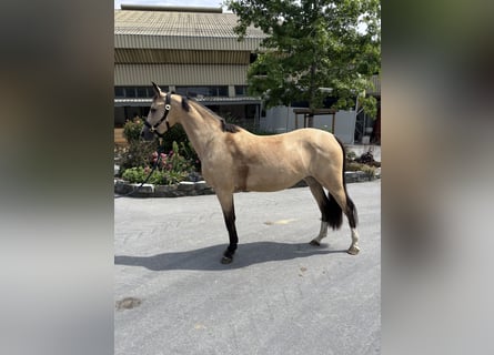 German Riding Pony, Mare, 4 years, 14,2 hh, Dun