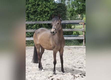 German Riding Pony, Mare, 4 years, 14,2 hh, Dun