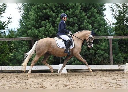 German Riding Pony, Mare, 4 years, 14,2 hh, Palomino