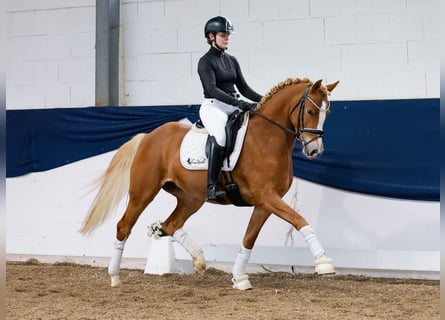 German Riding Pony, Mare, 4 years, 14,2 hh, Palomino
