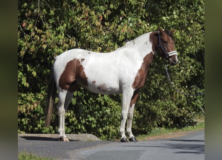 German Riding Pony, Mare, 4 years, 14,2 hh, Pinto