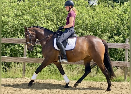 German Riding Pony, Mare, 4 years, 15,1 hh, Bay-Dark