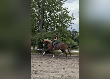 German Riding Pony, Mare, 4 years, 15 hh, Chestnut