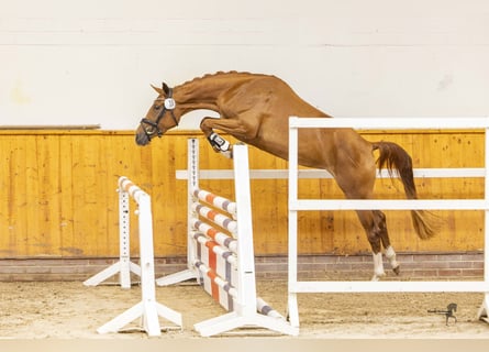 German Riding Pony, Mare, 4 years, 15 hh, Chestnut-Red