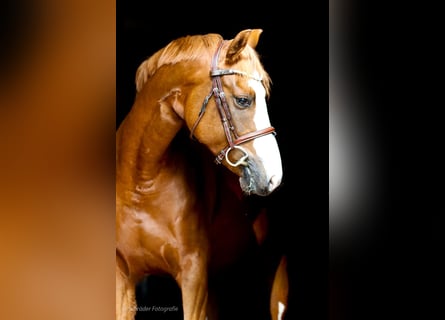 German Riding Pony, Mare, 4 years, 15,1 hh, Chestnut-Red