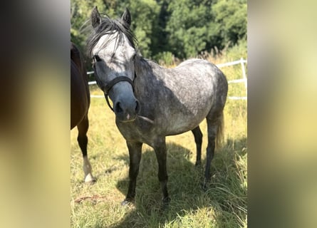 German Riding Pony, Mare, 5 years, 13.2 hh, Grey-Dapple