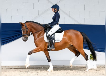 German Riding Pony, Mare, 5 years, 14.1 hh, Brown