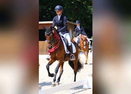 German Riding Pony, Mare, 5 years, 14.1 hh, Brown