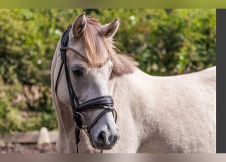 German Riding Pony, Mare, 5 years, 14.1 hh, Buckskin