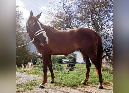 German Riding Pony, Mare, 5 years, 14,1 hh, Chestnut-Red