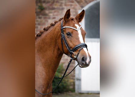 German Riding Pony, Mare, 5 years, 14.1 hh, Chestnut-Red