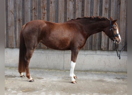 German Riding Pony, Mare, 5 years, 14,1 hh, Chestnut-Red