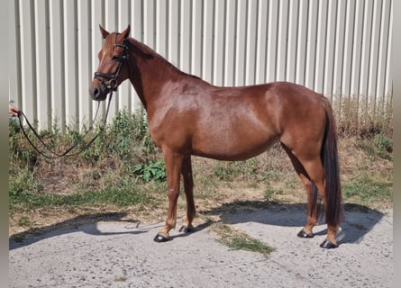 German Riding Pony, Mare, 5 years, 14,1 hh, Chestnut-Red