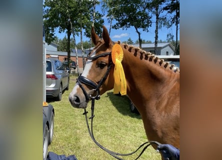 German Riding Pony, Mare, 5 years, 14,1 hh, Chestnut-Red