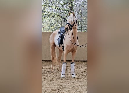 German Riding Pony, Mare, 5 years, 14.1 hh