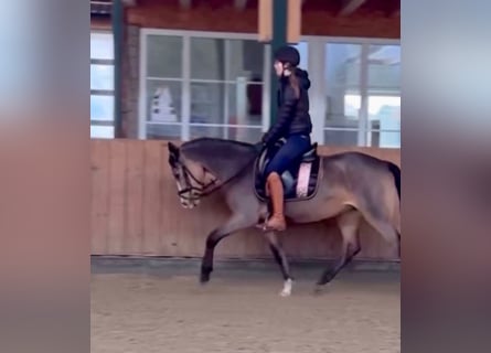 German Riding Pony, Mare, 5 years, 14,1 hh, Dun