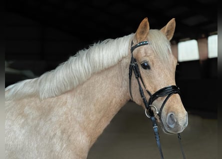 German Riding Pony, Mare, 5 years, 14.1 hh, Palomino