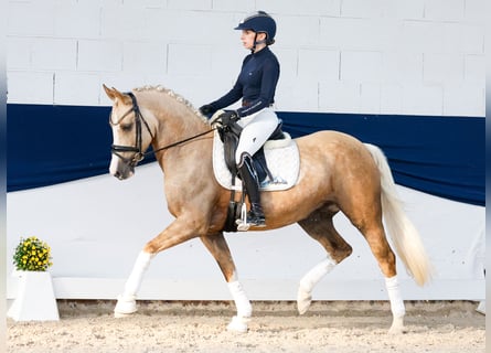 German Riding Pony, Mare, 5 years, 14.1 hh, Palomino