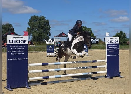 German Riding Pony, Mare, 5 years, 14.1 hh, Pinto