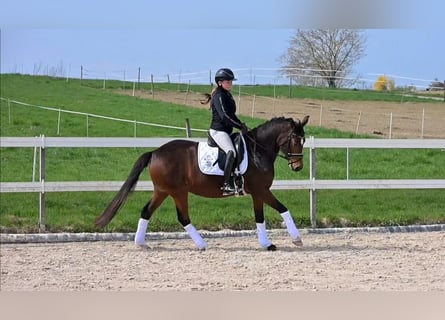 German Riding Pony, Mare, 5 years, 14.2 hh, Bay-Dark
