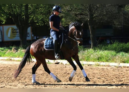 German Riding Pony, Mare, 5 years, 14.2 hh, Bay-Dark