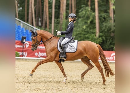 German Riding Pony, Mare, 5 years, 14.2 hh, Chestnut-Red