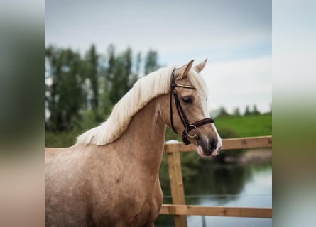 German Riding Pony, Mare, 5 years, 14.2 hh, Palomino