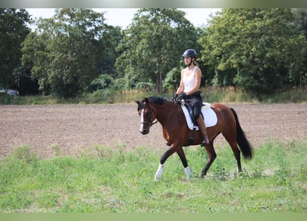 German Riding Pony, Mare, 5 years, 14,3 hh, Brown