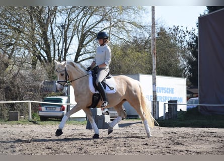 German Riding Pony, Mare, 5 years, 14.3 hh, Palomino