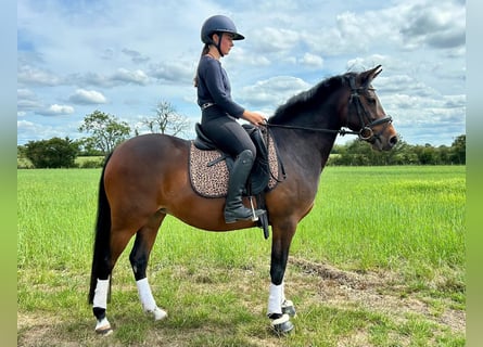 German Riding Pony Mix, Mare, 5 years, 14 hh, Bay-Dark