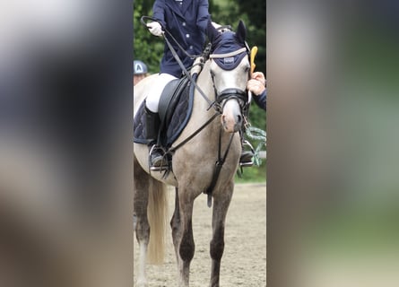 German Riding Pony, Mare, 5 years, 14 hh, Buckskin