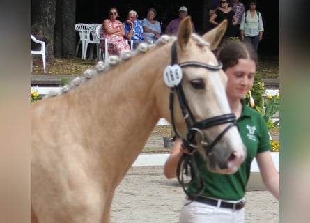 German Riding Pony, Mare, 5 years, 14 hh, Palomino