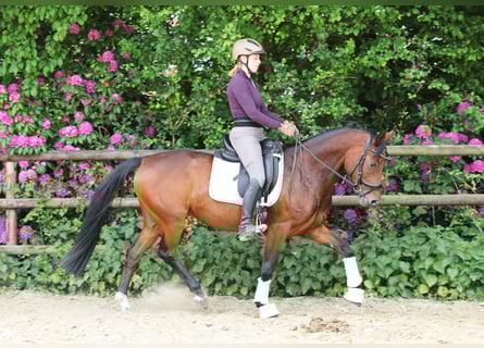 German Riding Pony, Mare, 5 years, 14,1 hh, Brown