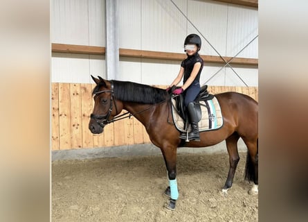 German Riding Pony, Mare, 5 years, 14,1 hh, Brown