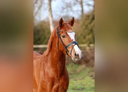 German Riding Pony, Mare, 5 years, 14,1 hh, Chestnut-Red