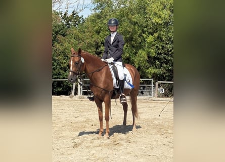 German Riding Pony, Mare, 5 years, 14,1 hh, Chestnut-Red