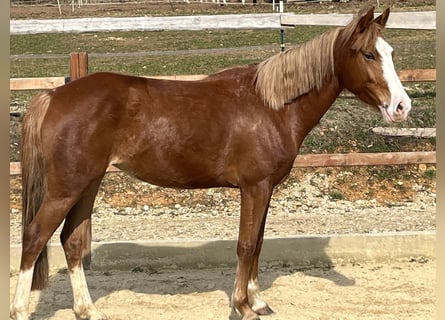 German Riding Pony, Mare, 5 years, 14,1 hh, Chestnut-Red