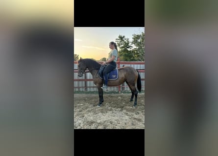 German Riding Pony, Mare, 5 years, 14,1 hh
