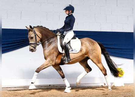 German Riding Pony, Mare, 5 years, 14,1 hh, Dun