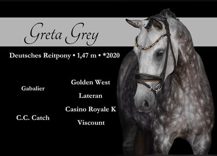 German Riding Pony, Mare, 5 years, 14,1 hh, Gray-Dapple