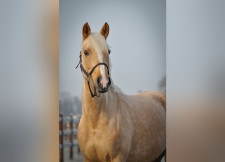 German Riding Pony, Mare, 5 years, 14,1 hh, Palomino