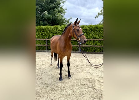German Riding Pony, Mare, 5 years, 14,2 hh, Brown