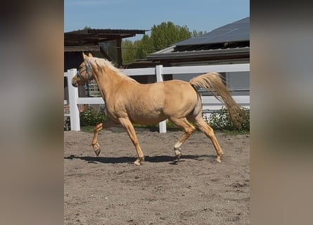 German Riding Pony, Mare, 5 years, 14,2 hh, Palomino
