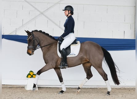 German Riding Pony, Mare, 5 years, 14,3 hh, Bay-Dark