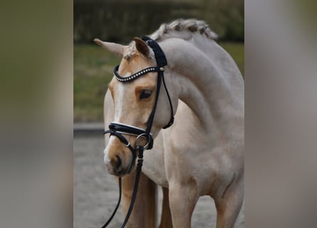 German Riding Pony, Mare, 5 years, 15,1 hh, Palomino