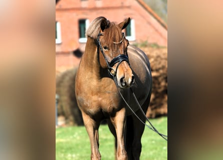 German Riding Pony, Mare, 5 years, 15 hh, Chestnut