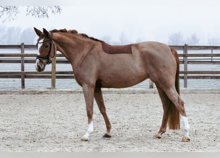 German Riding Pony, Mare, 5 years, 15 hh, Chestnut-Red