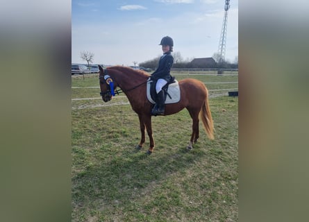 German Riding Pony Mix, Mare, 5 years, Chestnut-Red